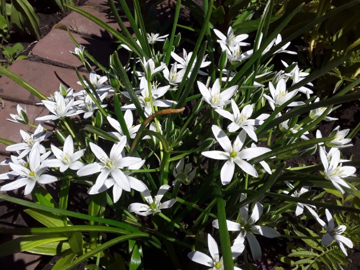 Птицемлечник баланзы