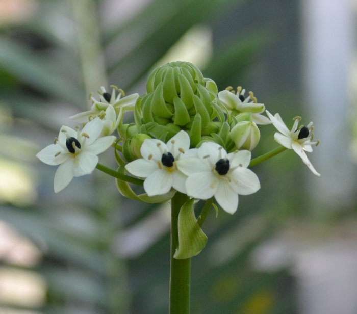 Ornithogalum saundersiae