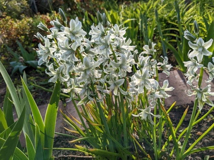 Птицемлечник nutans