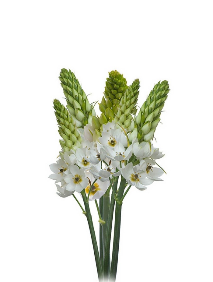 Орнитогалум маунт фуджи