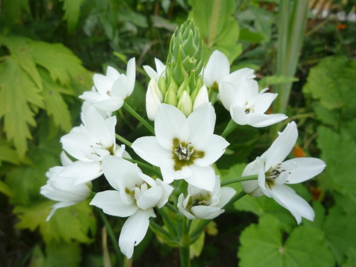 Орнитогалум маунт фуджи