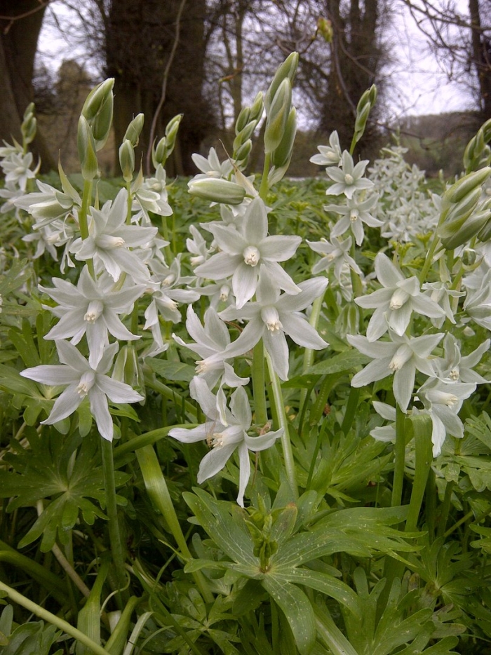Ornithogalum nutans
