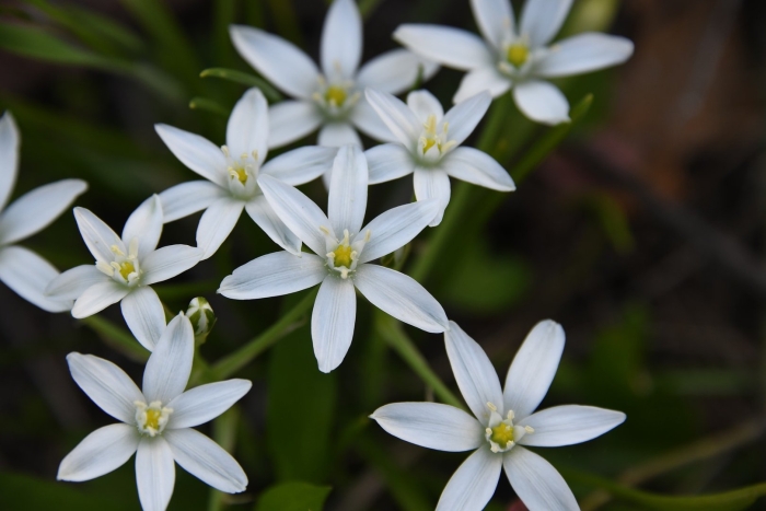 Ornithogalum umbellatum