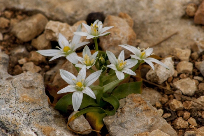 Птицемлечник фишеровский