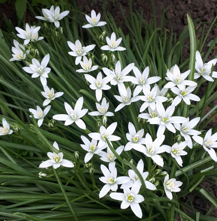 Птицемлечник зонтичный