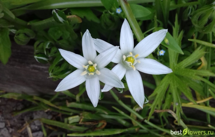 Птицемлечник буше