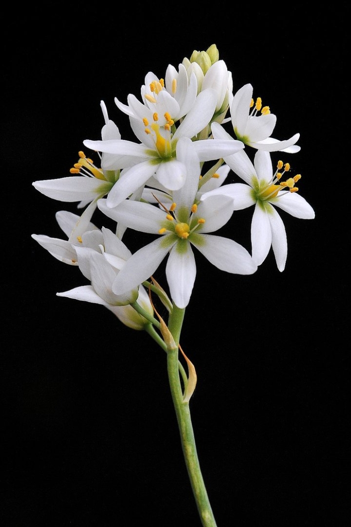 Ornithogalum pruinosum
