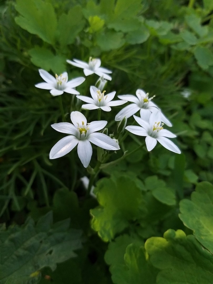 Птицемлечник буше