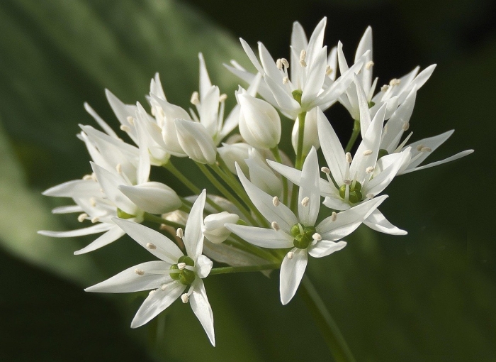 Птицемлечник альба