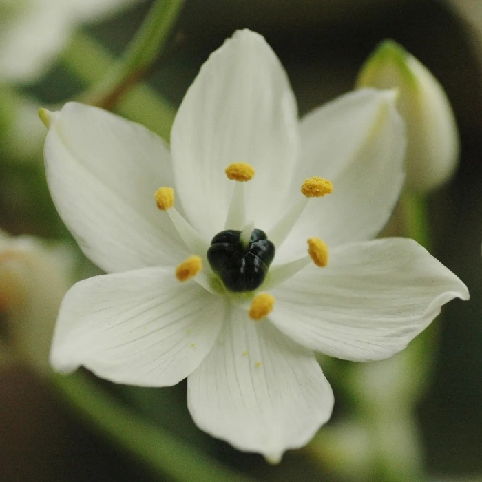 Ornithogalum arabicum