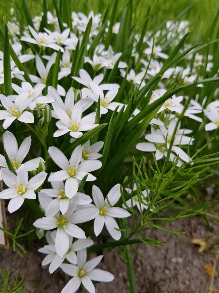 Птицемлечник зонтичный