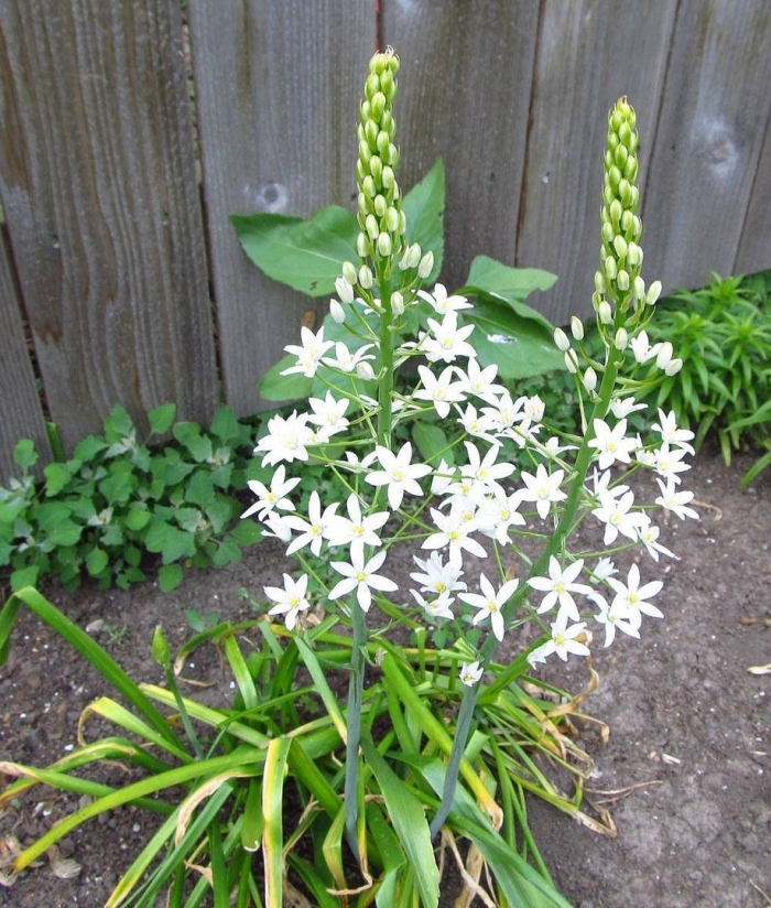 Птицемлечник хвостатый