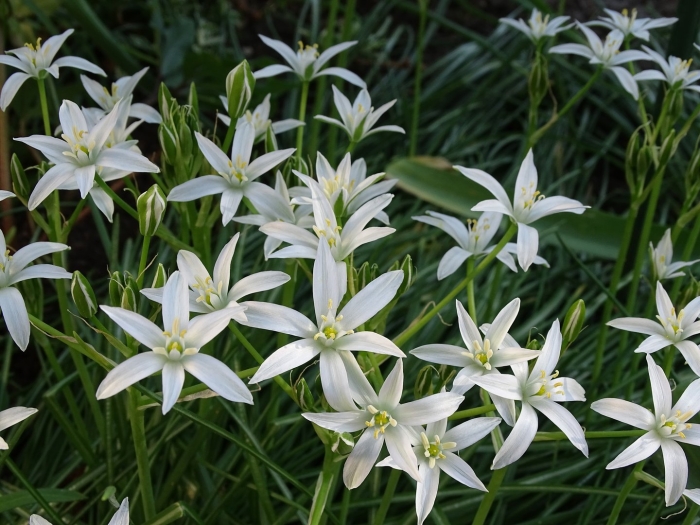 Птицемлечник пиренейский