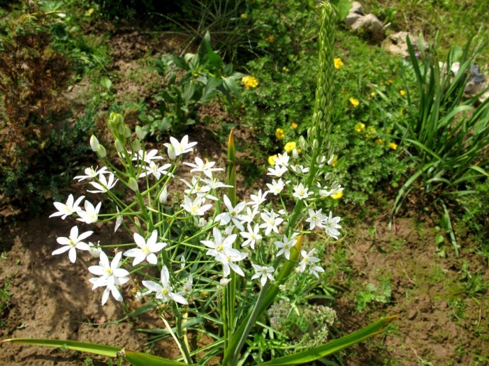 Птицемлечник понтийский