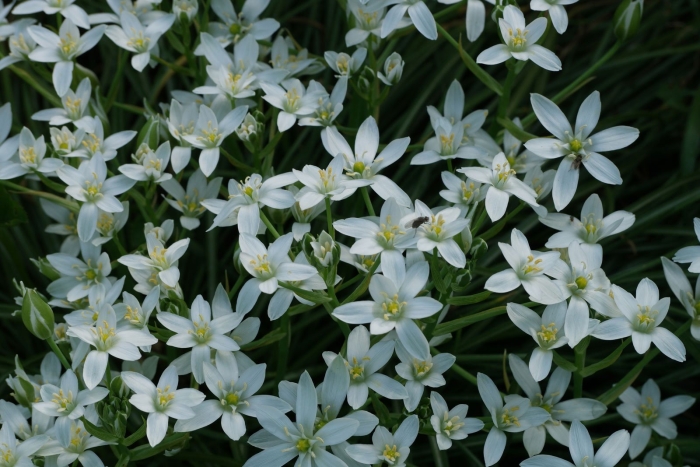 Ornithogalum umbellatum