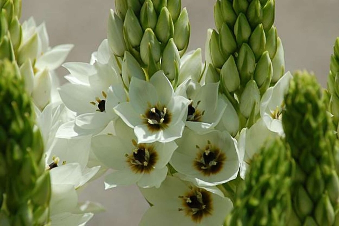 Ornithogalum thyrsoides