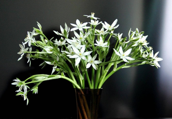 Птицемлечник -цветок жизни