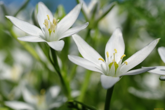 Птицемлечник фишера