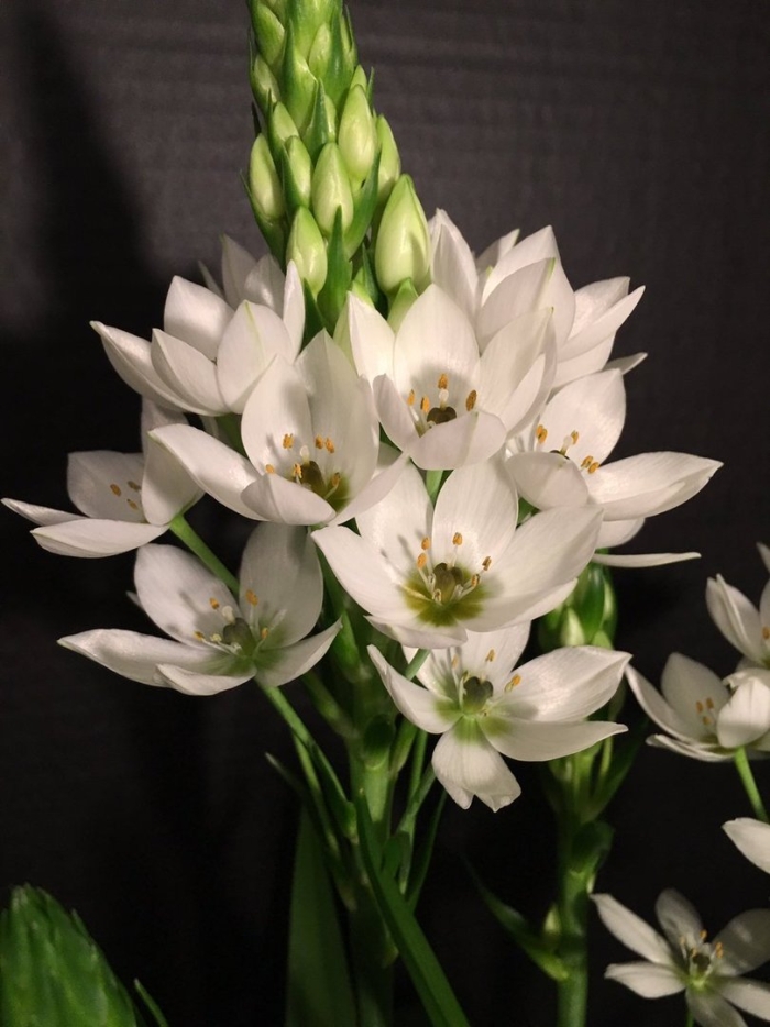 Птицемлечник цветок