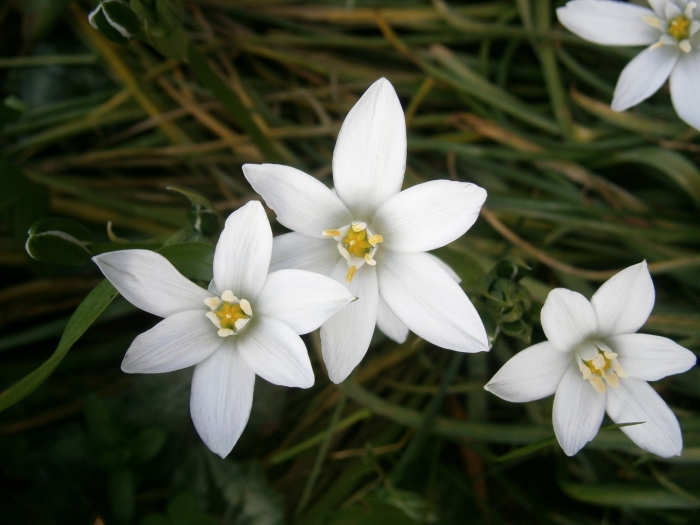 Ornithogalum umbellatum вифлеемская звезда