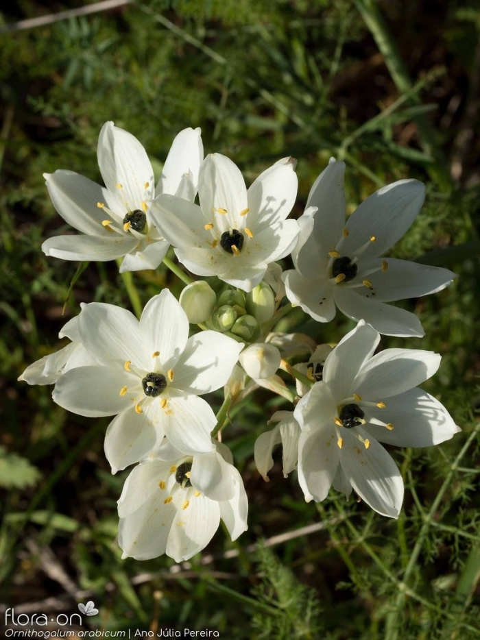 Ornithogalum arabicum