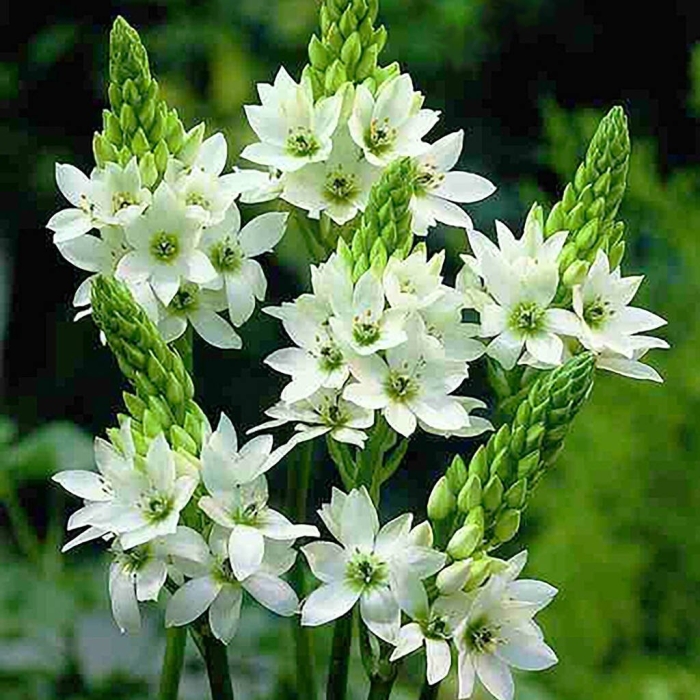 Орнитогалум thyrsoides