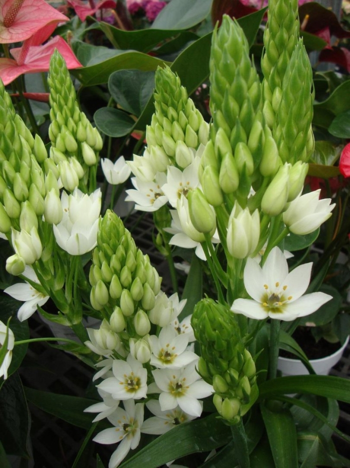 Птицемлечник тирсовидный