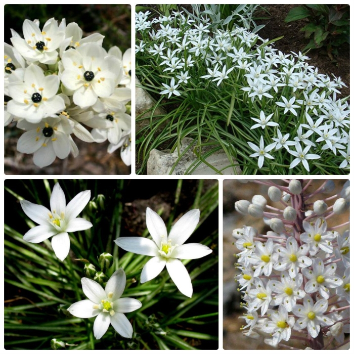 Птицемлечник поникший