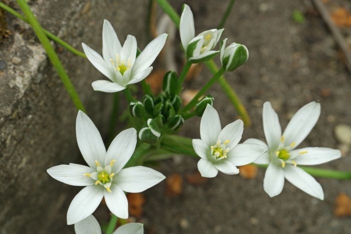 Птицемлечник орнитогалум