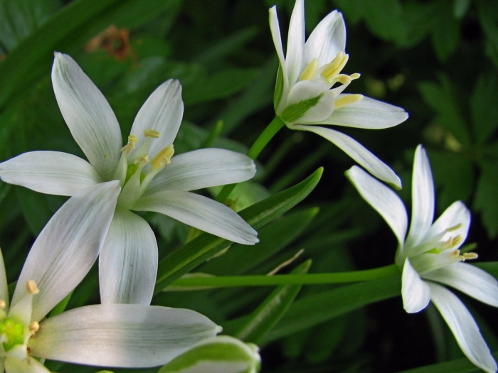 Птицемлечник орнитогалум