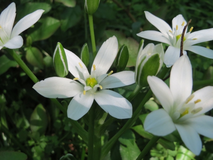 Орнитогалум балансе