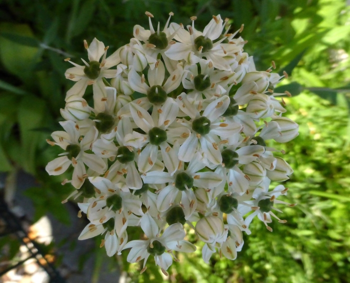 Птицемлечник растение