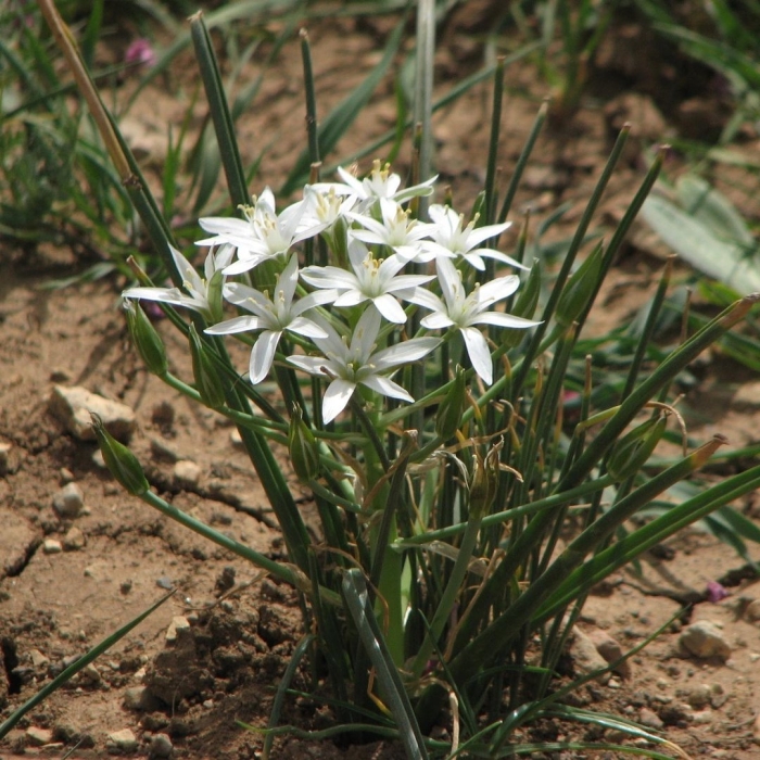 Птицемлечник зонтичный