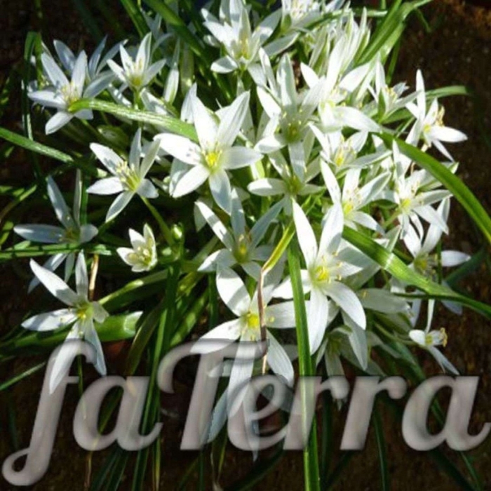 Индийский лук птицемлечник лечебный