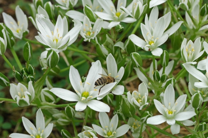 Ornithogalum sardienii