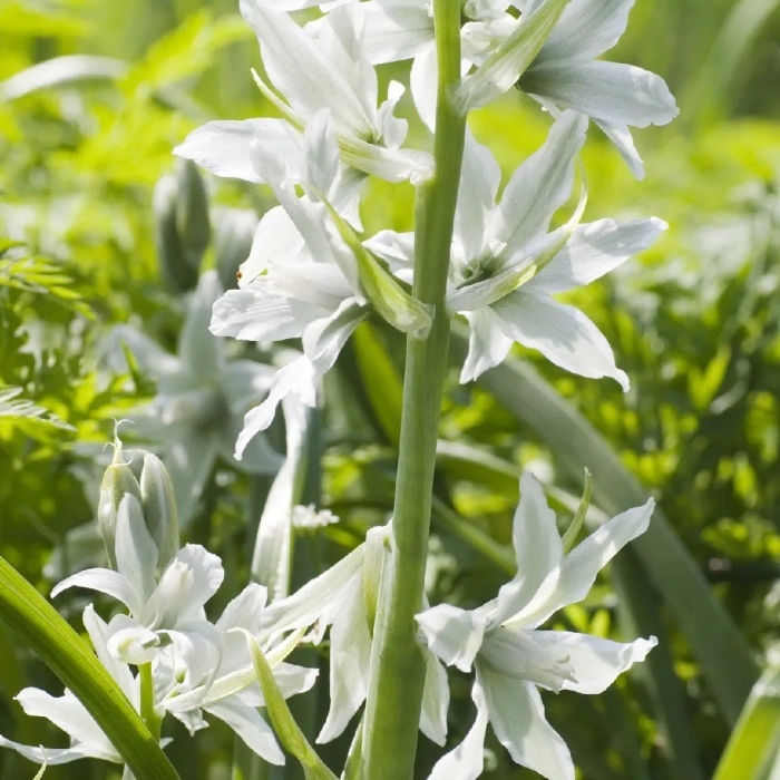 Птицемлечник поникший