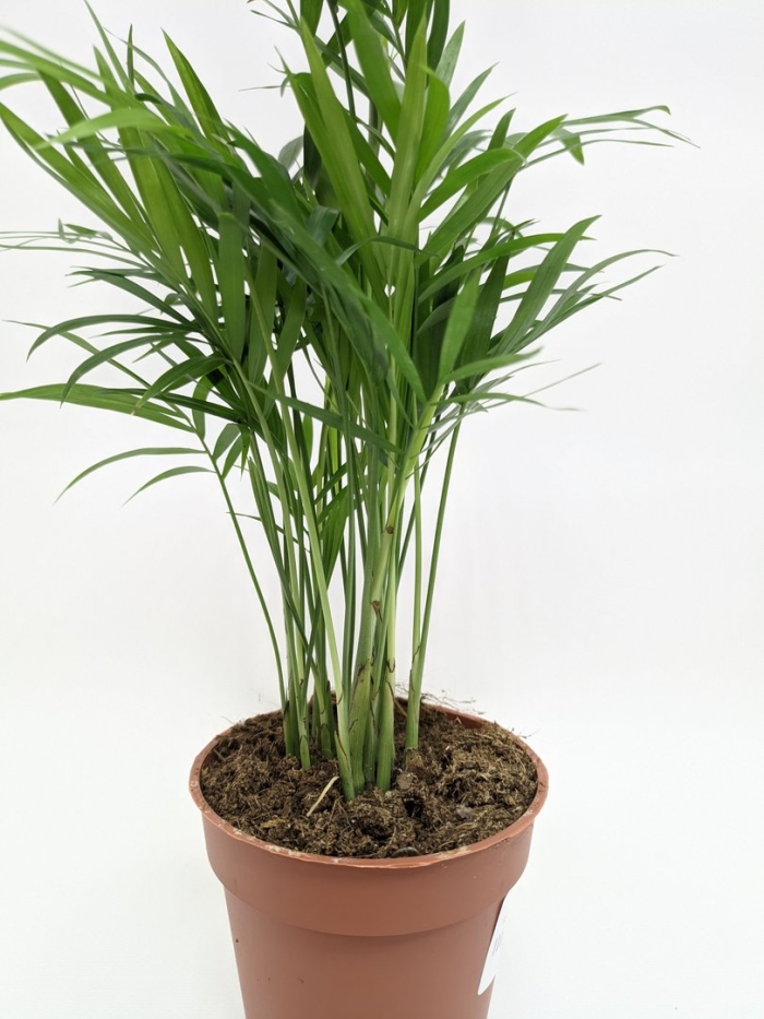 Хамедорея элеганс высота