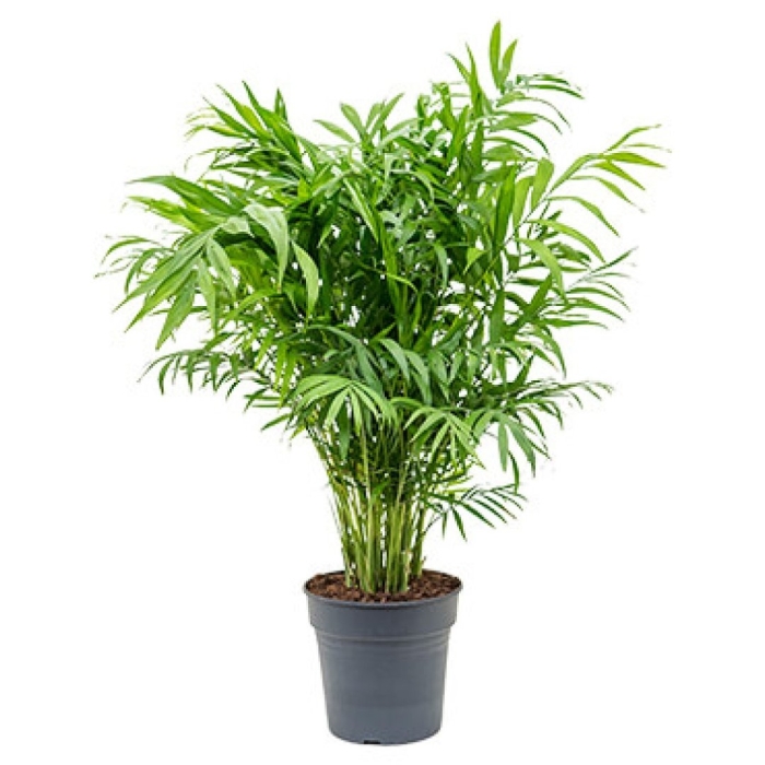 Хамедорея elegans