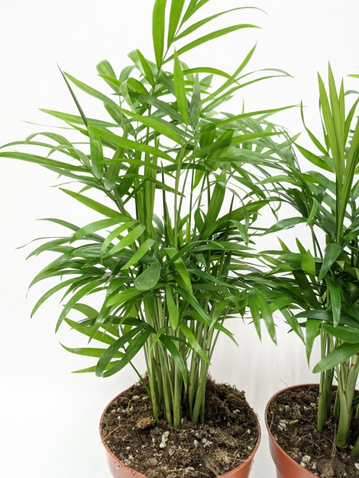 Хамедорея пальма