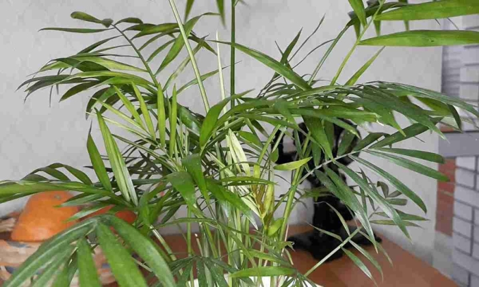 Хамедорея бридбл