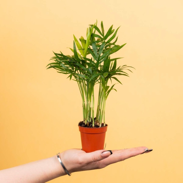 Хамедорея изящная