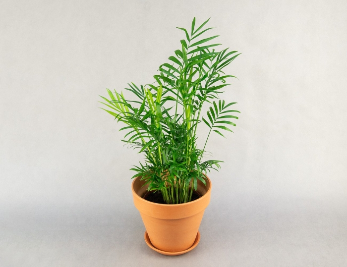 Пальма хамедорея элеганс