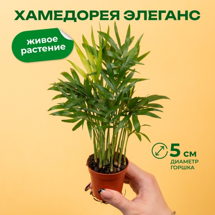 Комнатное растение