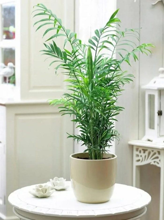 Хамедорея элеганс пересадка