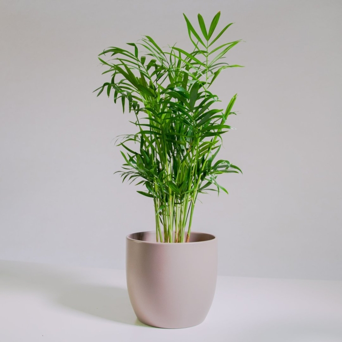 Пальма хамедорея