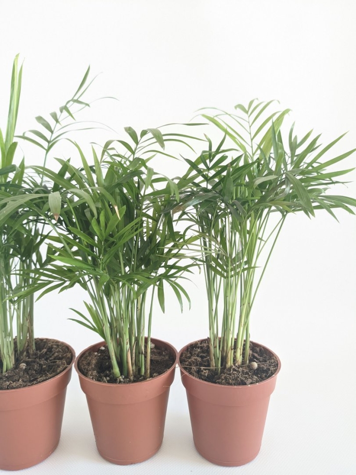 Хамедорея элеганс 35/9