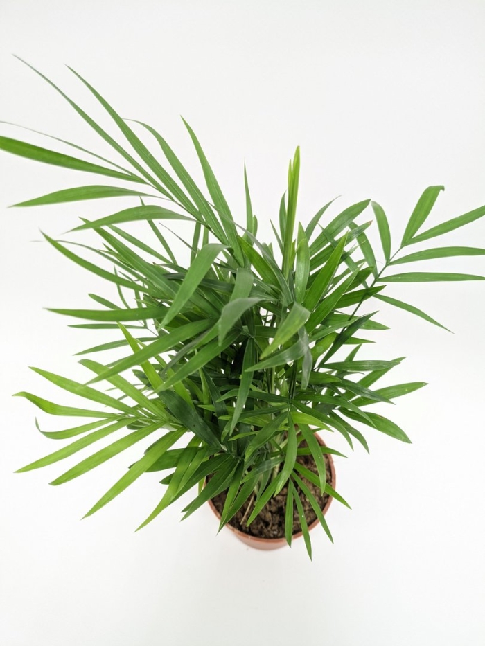 Пальма хамедорея