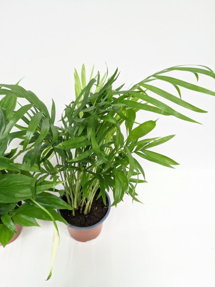 Комнатное растение хамедорея