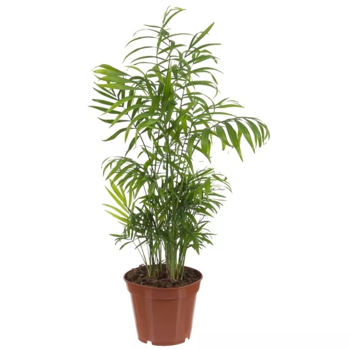 Хамедорея элеганс d12