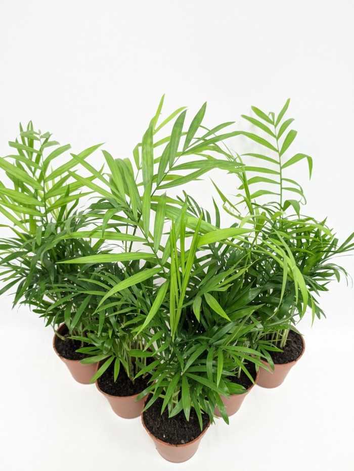 Комнатное растение хамедорея